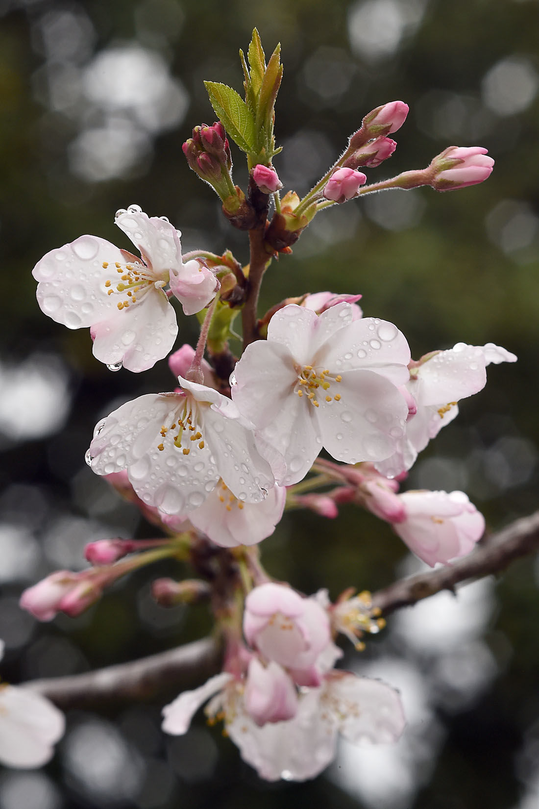 First Day of Spring